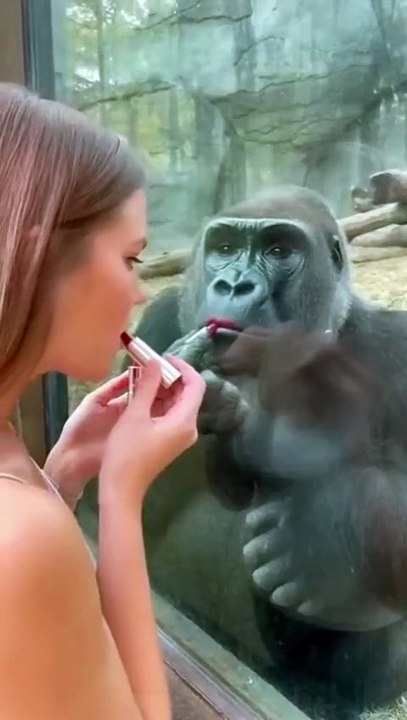 Interaction between a gorilla and a beautiful woman