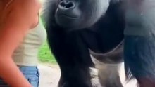 Interaction between a gorilla and a beautiful woman