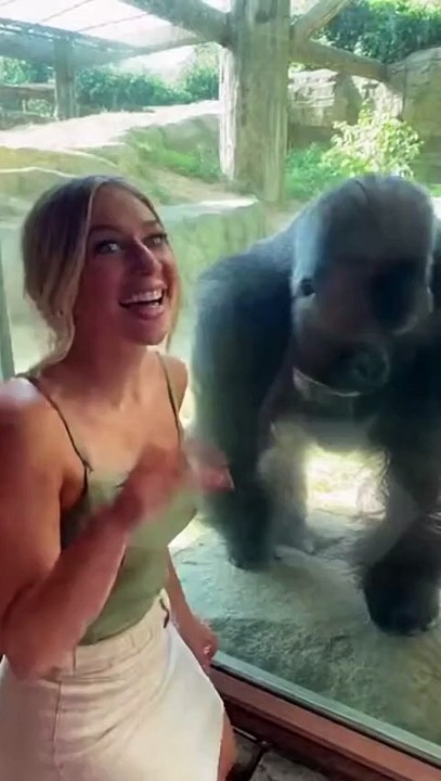 Interaction between a gorilla and a beautiful woman