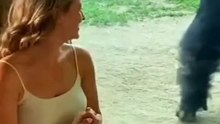 Interaction between a gorilla and a beautiful woman
