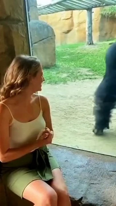 Interaction between a gorilla and a beautiful woman