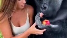 Interaction between a gorilla and a beautiful woman