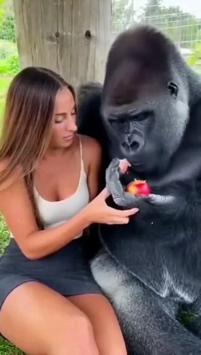 Interaction between a gorilla and a beautiful woman