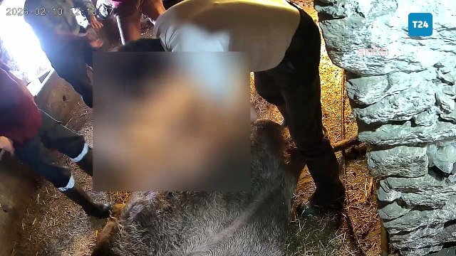 Aydın Veteriner Hekimler Odası'ndan yetkisiz müdahale sonrası ölen inekle ilgili açıklama: Sorumlular hakkında suç duyurusunda bulunacağız