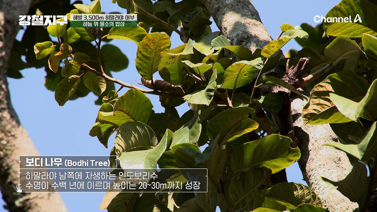 물소 먹이가 나무 꼭대기에 있어요...? 특별한 먹이 구하기