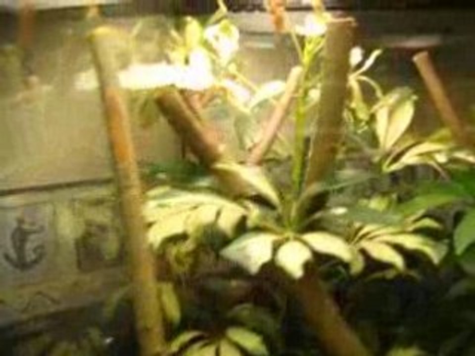 anolis qui mange une mouche !!