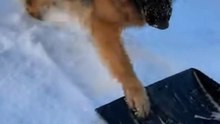 German Shepherd Dog Love Snow #dog #kingdomofawais