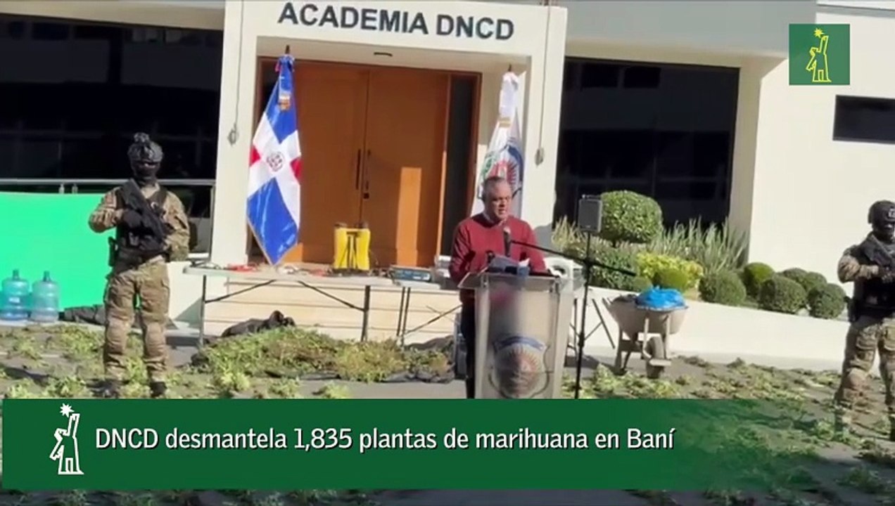 DNCD desmantela 1,835 plantas de marihuana en Baní