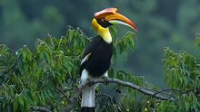 Great hornbill
