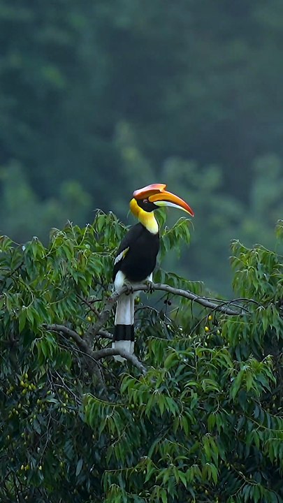Great hornbill