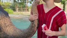 ASMR avec des éléphants
