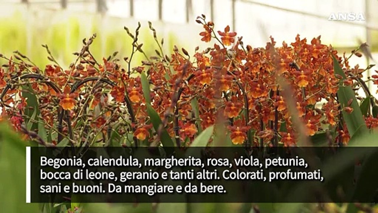 Fiori da mangiare, il nuovo trend in cucina vale 7 milioni di euro