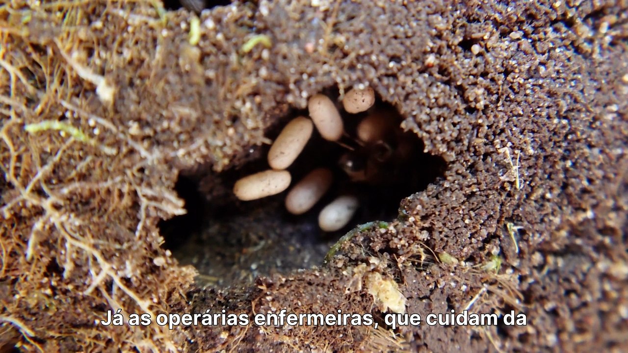 Formigas Não Dormem_