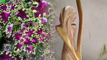 I PAESAGGI INTERIORI di TONI VENZO all'Orto Botanico di Urbino NOI SIAMO NATURA