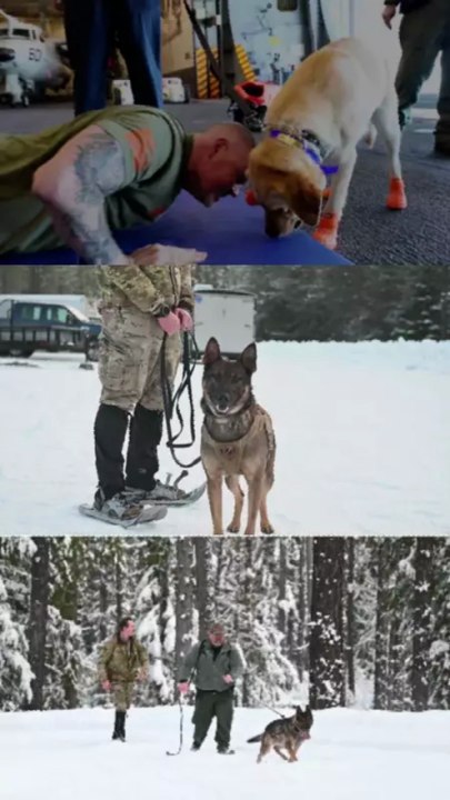 Military Dogs Ready for Anything – Loyal Heroes in Action! 2026 😱🐕💪