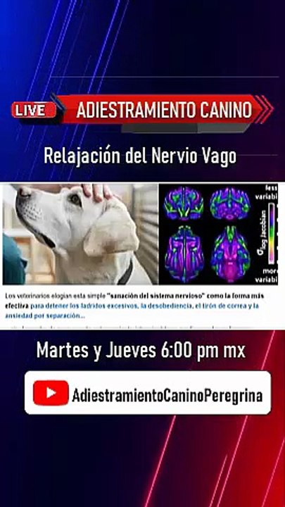 Relajación del Nervio Vago para controlar problemas de comportamiento