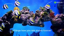 Sharks vs humans: who is really dangerous?