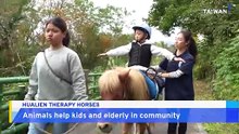 Therapy Horses Assist Humans in Unique Way