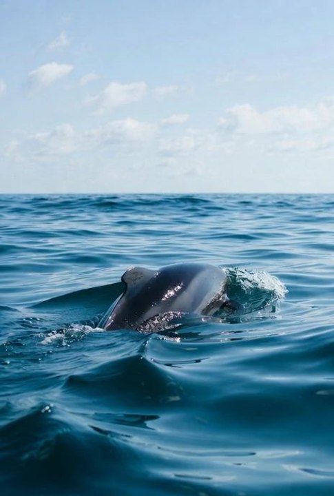 See how far a dolphin can jump.