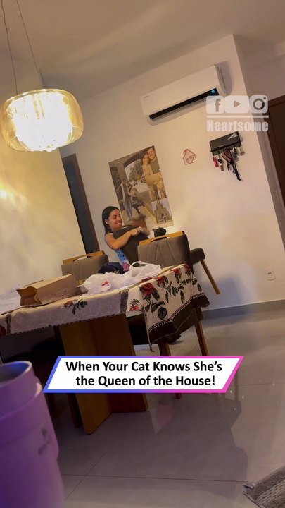 Cat Refuses to Move and Owner Obeys Every Single Command Instantly|| Heartsome 💖