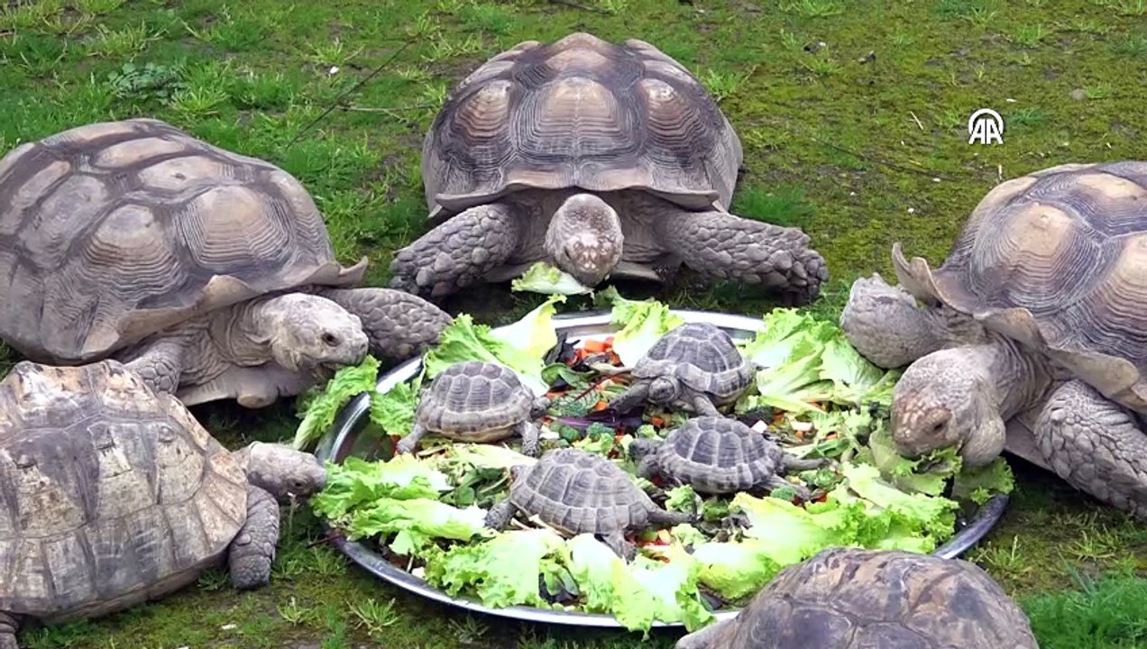 Bursa Hayvanat Bahçesi\'nde sıcak iklim hayvanlarına kış bakımı