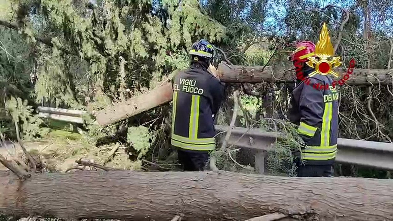 Maltempo, un albero crolla sulla strada: ennesima tragedia scampata - IL VIDEO