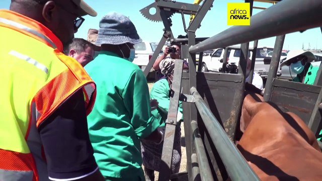 South Africa starts extensive vaccine campagin against FMD in cattle
