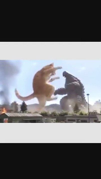 Cat vs Ultraman movie