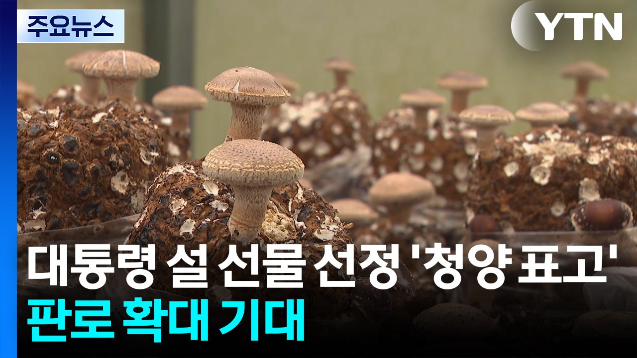 대통령 설 선물 선정 '청양 표고'...해외 판로 확대 기대 / YTN