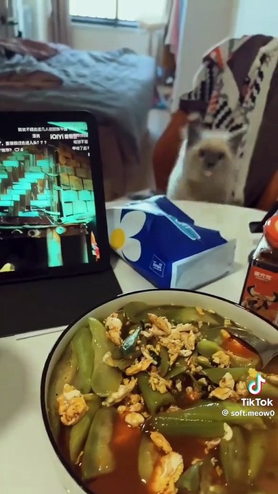 Cats vs food
