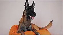 Así Percibe el Mundo un Malinois