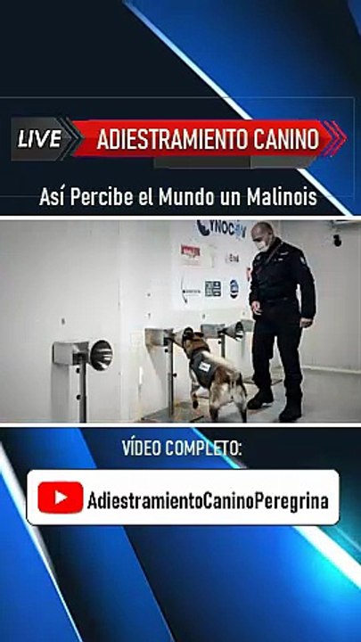 Así Percibe el Mundo un Malinois