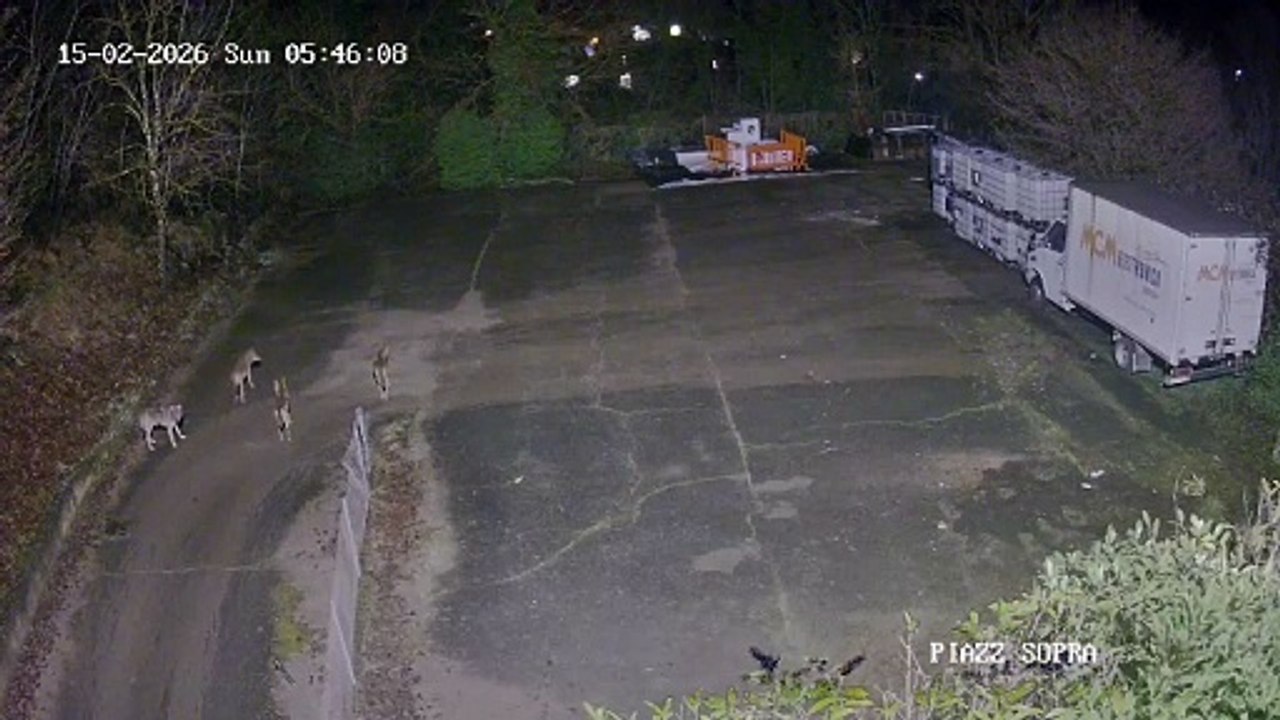 Branco di lupi a Siena, le riprese delle telecamere