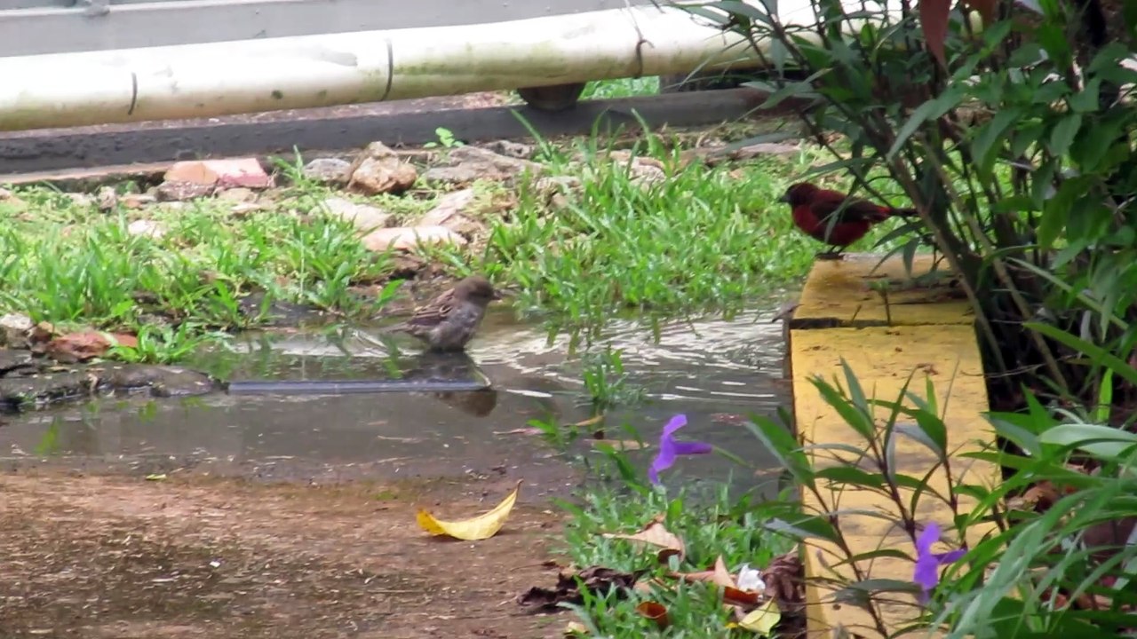 Bird gathering at home: doves, sparrows in a tropical oasis 🐦🌴