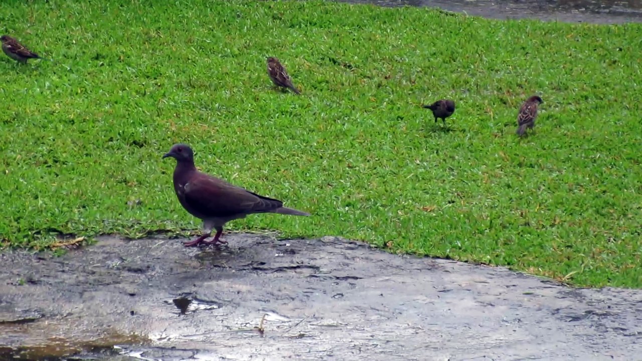 Bird Gathering: Ground-Doves and Sparrows Enjoying the Tropical Rain 🐦🌿