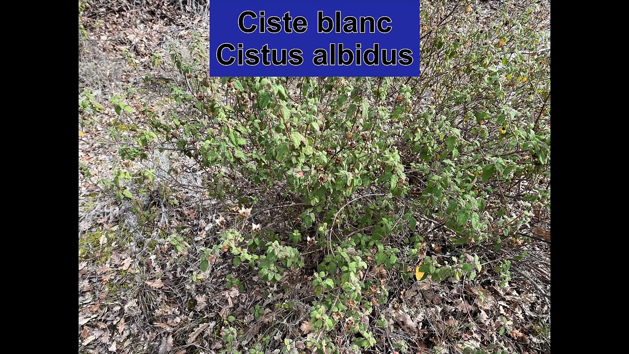 Herbier de Provence à VTT