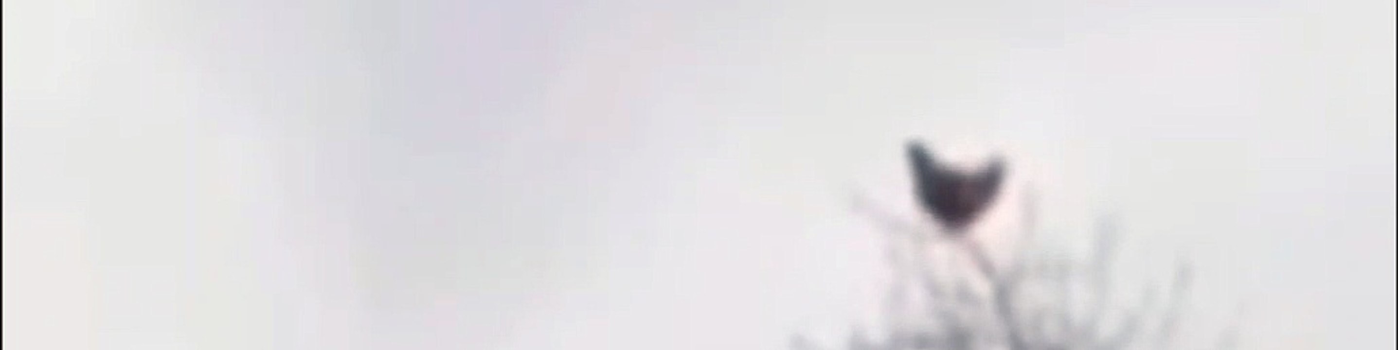 Gallo meme