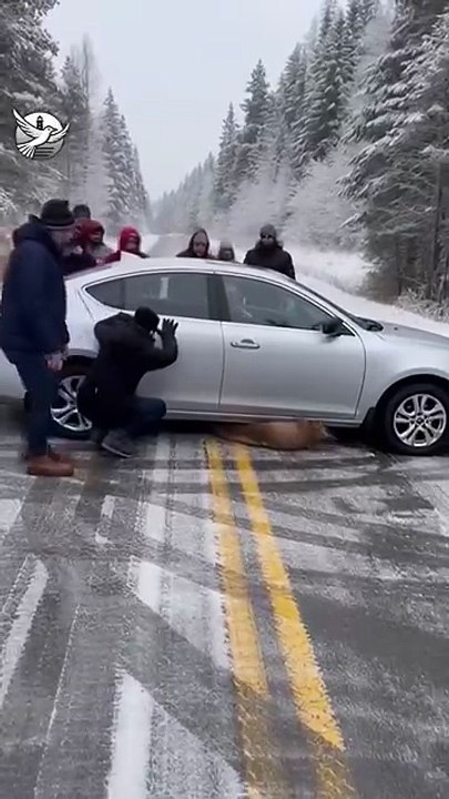 "Baraf Mein Phansa Jhund Aur Peeche Se Aaya Bhalu!"