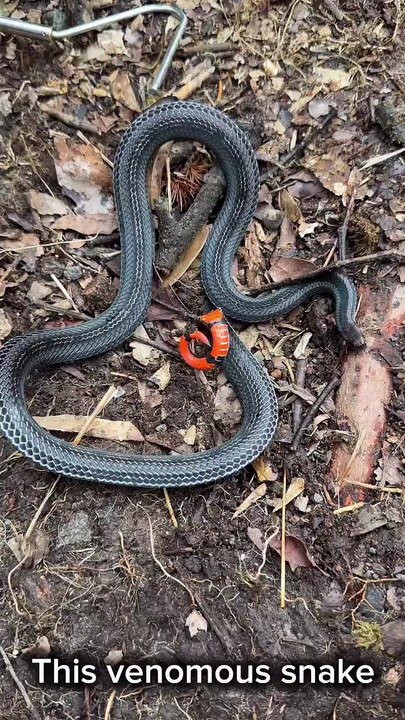 These snakes are crazy!! Black-striped Coral Snake (Calliophis nigrotaeniatus)