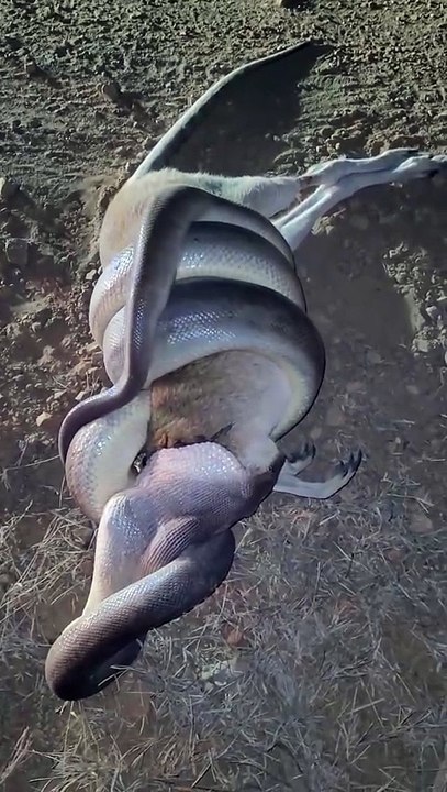 Going Places  📽 by @slavkolai  An olive python having a wallaby for dinner. Northern Territory, Australia.  You might be thinking, no way that thing is eating something that big, and you would be wrong. An olive python can absolutely eat a wallaby -