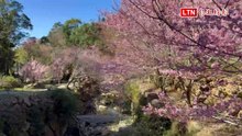 古坑草嶺萬株櫻花美炸 初一到228連假最佳賞花期