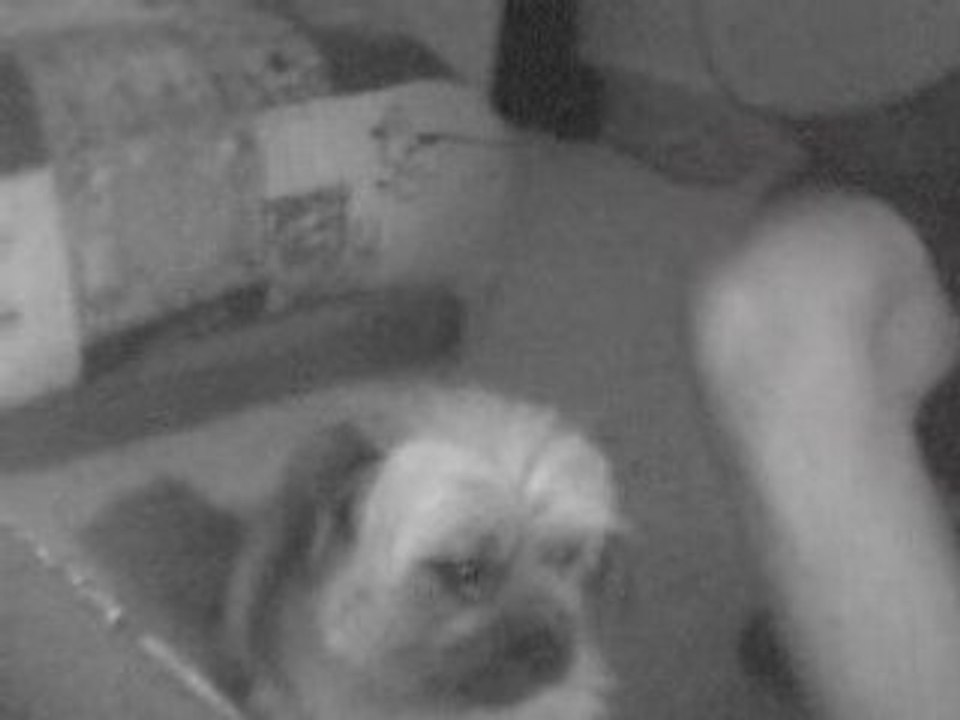 Chien - Google Video8