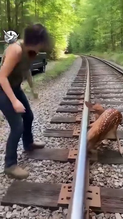 Seconds Pehle Rescue! Railway Track Se Hiran Ki Zindagi Bachai 🚆🦌