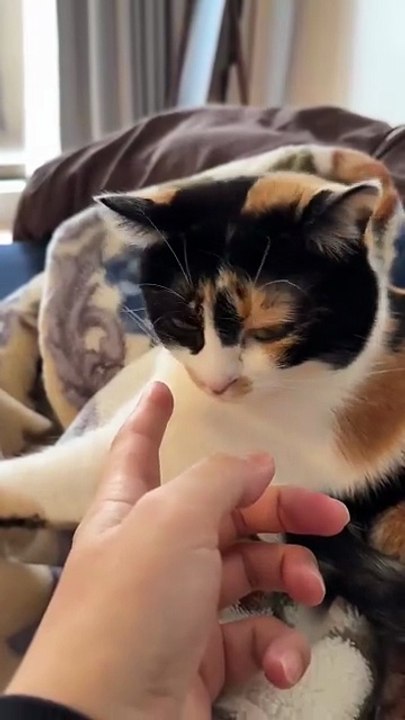 A Kitten Sitting on the Bed While I Gently Hold Her Paw.” 🐾💖