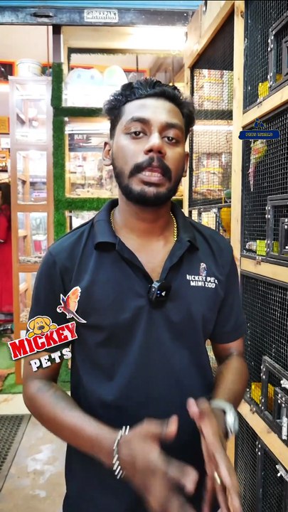 ബ്ലൂ സ്ട്രീക്കഡ് ലോറി കീറ്റ് ജോഡി | Blue-streaked lory Pair | Mickey Pets