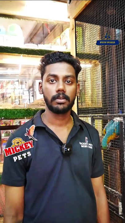 കലക്കൻ മൊളോക്കൻ റെഡ് ലോറി പെയർ | moluccan red lorikeet Pair | Mickey Pets
