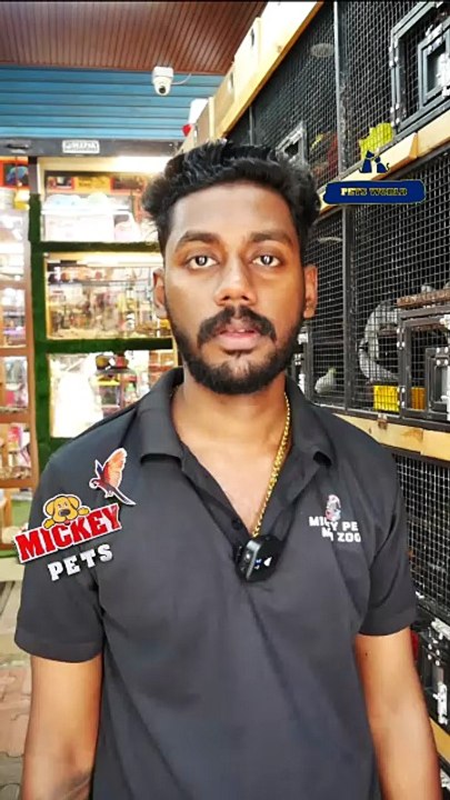 ബ്ലാക്ക്  വിങ്ങഡ് ലോറി കീറ്റ് ജോഡി | Black-winged lory pair | Mickey Pets