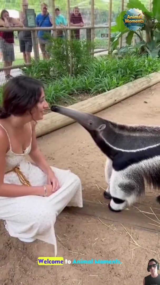 Funny Animal Moments