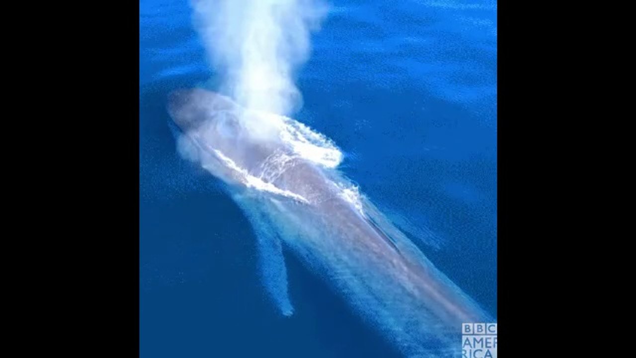 Whale Sounds in the Ocean 🌊🐋 | Relaxing & Mesmerizing  Amazing Whale Calls in the Deep Sea 🐋❄️  Listen to the Ocean’s Whale Sounds – Relaxing Nature Audio