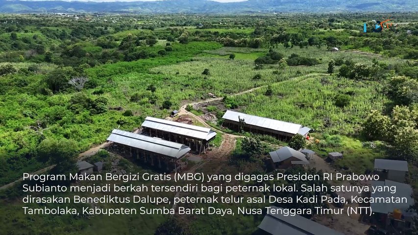 Berkat MBG, Petelur di Sumba Barat Daya NTT Bisa Pasok 4.000 Butir per Hari
